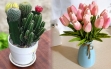 4 loại hoa để phòng khách năm 2022 sẽ phá hủy tài lộc, sức khỏe: Top 1 là biểu tượng tình yêu