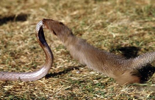 Cầy mangut giết chết rắn hổ mang chúa với đòn tấn công chí mạng - Tinmoi