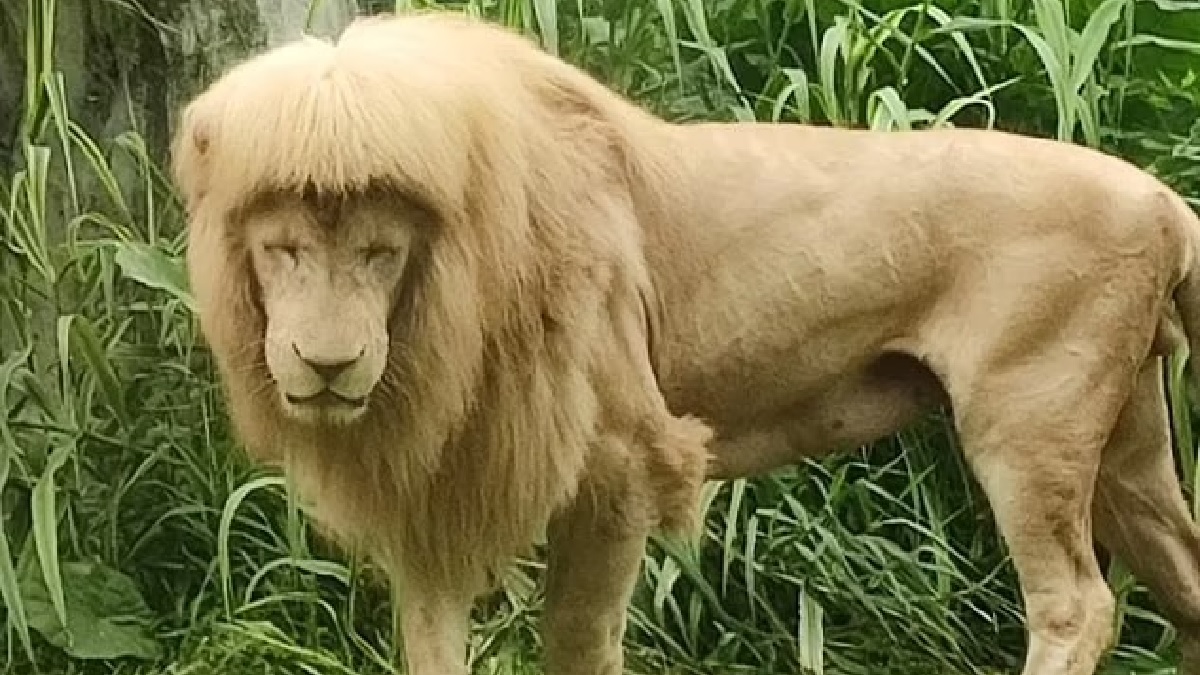 Sao Hàn nào là người khai sinh ra tóc sư tử và đầu nấm hot hit một thời?