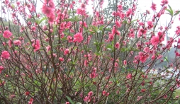 Clip đào Nhật Tân bừng nở rợp trời đón Tết Giáp Ngọ