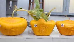 Tết 2015: Đại gia chi tiền triệu mua trái cây “độc”