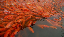 Thả cá chép tiễn ông Công ông Táo đúng cách