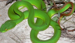 Rắn lục đuôi đỏ cắn người ở miền Tây