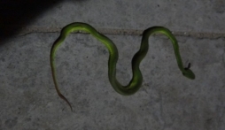 Rắn lục đuôi đỏ xuất hiện nhiều bất thường ở TP.Hồ Chí Minh