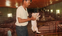 Đại gia Nam Định chăn lợn thu hơn 40 tỷ/năm