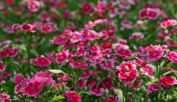 Đi tìm ý nghĩa của hoa cẩm chướng xinh đẹp ‘vạn người mê’