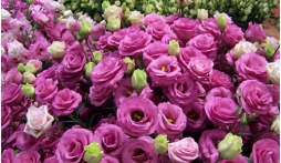 Ý nghĩa hoa cát tường - loài hoa mang tên ‘tiểu thư’