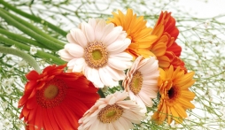 Ý nghĩa và nguồn gốc hoa đồng tiền ít ai biết