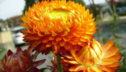 Ý nghĩa hoa bất tử là biểu tượng của tình yêu “bất diệt'