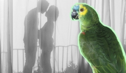 Chú vẹt 'tố' ông chồng ngoại tình với nữ giúp việc