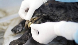 Giống chó tuyệt chủng sau 12.400 năm có thể được hồi sinh?