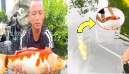 Anh em Tam Mao mất cả núi tiền chơi cá Koi, pha xử lý hậu quả mới thực sự đẳng cấp