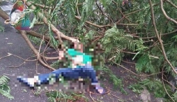 2 người bị cây đè lên người sau cơn giông do ảnh hưởng của bão số 2