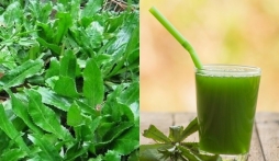 Loại rau mọc đầy vườn, vài nghìn một mớ có tác dụng như 'thần dược', nên trồng trong nhà