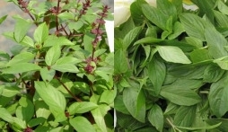 Húng quế: Loại rau giá rẻ nhưng mang đến nhiều lợi ích cho sức khỏe con người