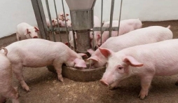 Giá heo hơi hôm nay 12/7: Chưa thể tăng giá mạnh sau chuỗi ngày tăng liên tiếp