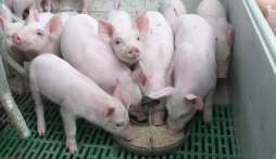 Giá heo hơi hôm nay 13/7: Có thể tăng nhẹ sau nhiều người giữ giá?