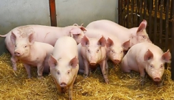 Giá heo hơi hôm nay 18/7: Xu hướng đi ngang sau lần giảm giá hiếm hoi