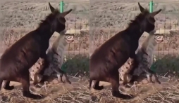 Video: Chọn nhầm đối thủ để tấn công, linh cẩu bị lừa dạy cho một bài học nhớ đời