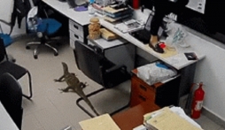 Video: Vị khách 4 chân bất ngờ ghé thăm văn phòng khiến tất cả nhân viên náo loạn
