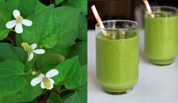 Loại rau mọc nhanh hơn cỏ dại vào mùa hè nhưng được xem là thần dược giải nhiệt, sang Nhật được coi trọng