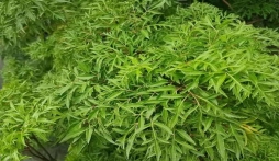 Những công dụng tuyệt vời của lá 'nhân sâm của người nghèo' không phải ai cũng biết