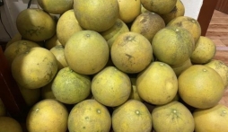 Tết cận kề, cách trữ bưởi để không bị thối: Xuống nước ăn lại ngọt đến lạ