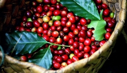 Giá cà phê hôm nay 10/6: Giá cà phê trong nước bất ngờ tăng kỷ lục