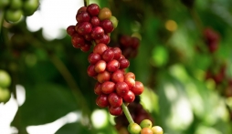 Giá cafe hôm nay 15/7: Hai sàn đồng loạt tăng mạnh