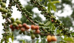 Giá cafe hôm nay 16/7: Quay đầu tăng giá