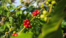 Giá cafe hôm nay 17/7: Thị trường trong nước tiếp tục đà tăng