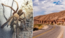 'Quái vật 8 chân' gây ra tai nạn giao thông, hồn nhiên rời đi mà không bị tổn hại gì