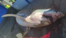 Phát hiện 'thủy quái' khổng lồ nặng 200 kg dạt vào bờ biển du lịch với máu trong miệng