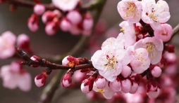 Văn khấn cúng hoá vàng tổ tiên ngày mùng 3 Tết đúng chuẩn văn khấn cổ truyền