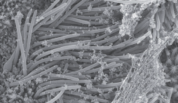 Tin công nghệ ngày 4/9: SARS-COV-2 được chụp ở độ phóng đại 1 micromet