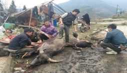 Xót xa nhìn cảnh gia súc ngã oạch trên đường trơn trượt, chết rét do băng tuyết ở Lào Cài