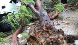 Phượng vĩ 'rủ nhau' bật gốc sau vụ bé trai xấu số bị đè thương tâm ở TP.HCM