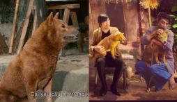 Cù Trọng Xoay ‘phản ứng’ khi bị cho là PR ‘lố’ cho Cậu Vàng: ‘Phản đối bạn vin vào chú chó giống Nhật Bản để thể hiện lòng yêu nước’