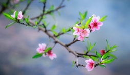 Bộ Tài Chính đề xuất nghỉ Tết Nguyên đán 9 ngày 