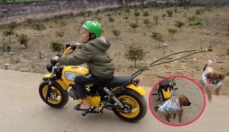 Buộc chó lủng lẳng vào thanh tre rồi kéo lê trên đường, anh em Tam Mao nhận muôn vàn chỉ trích 