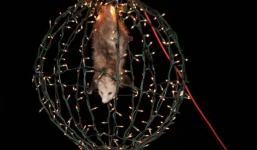 Tục treo đồ vật lơ lửng mừng năm mới ở Mỹ