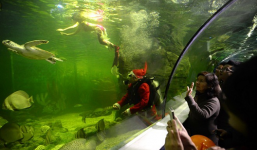 Clip: Bên trong thủy cung lớn nhất Việt Nam