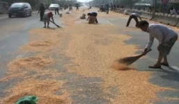 Xe chở ngô đổ ra đường, người dân ào ra hôi của