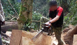 Lâm tặc cưa đứt cánh tay kiểm lâm