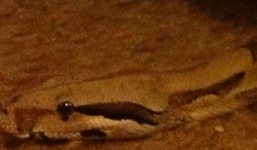 Trăn dài 1,2m ẩn nấp trong phòng ngủ suốt 2 tháng