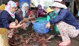 Lặn bắt tôm hùm, kiếm bạc tỉ 