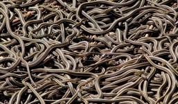 Cận cảnh những hố rắn khổng lồ ở vùng nông thôn Canada