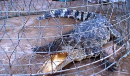 Người dân Củ Chi đi cắt cỏ bắt được cá sấu dài cả mét