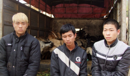 Vừa giao cấu trẻ em, lại cướp đàn gia súc xuyên tỉnh