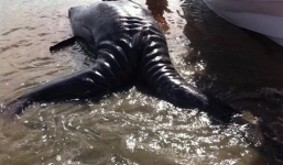 Phát hiện xác cá voi sinh đôi dính liền cực hiếm dạt vào bờ biển